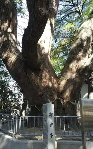 志賀神社の自然