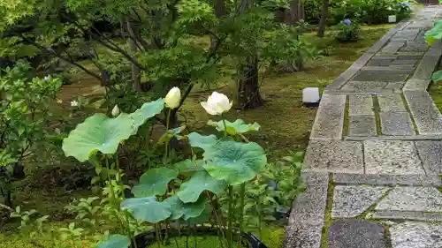 勝林寺(京都府)