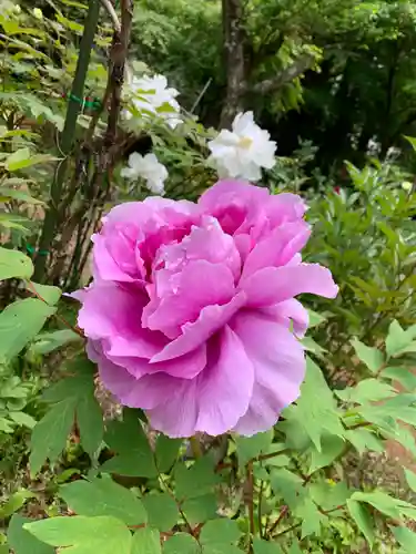 妙雲寺(栃木県)