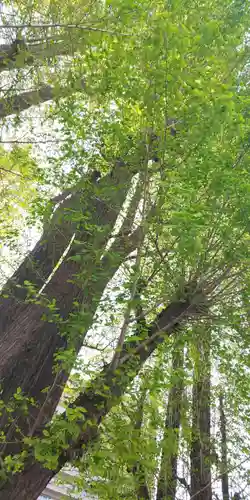 亀戸 香取神社の自然