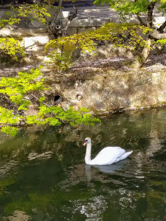 阿智神社の動物