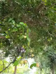 馬場氷川神社の自然