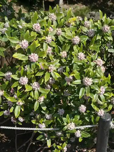 鷲宮神社(埼玉県)