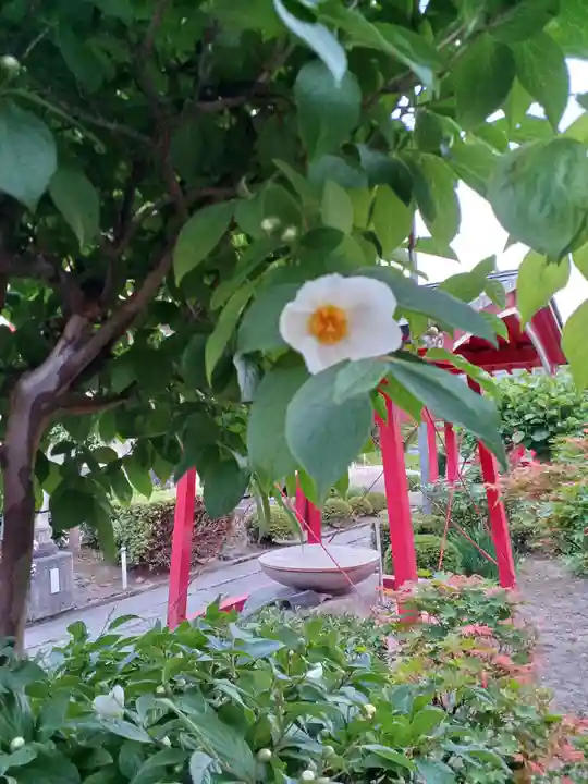 白狐山光星寺(山形県)