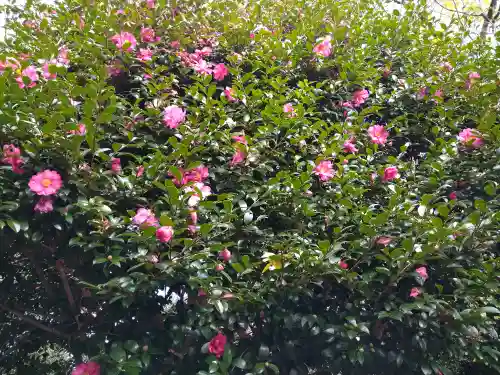 阿智神社の自然