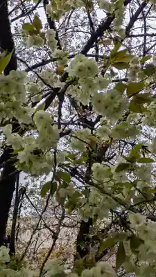墨染寺（桜寺）(京都府)