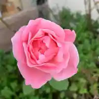 豊景神社の自然