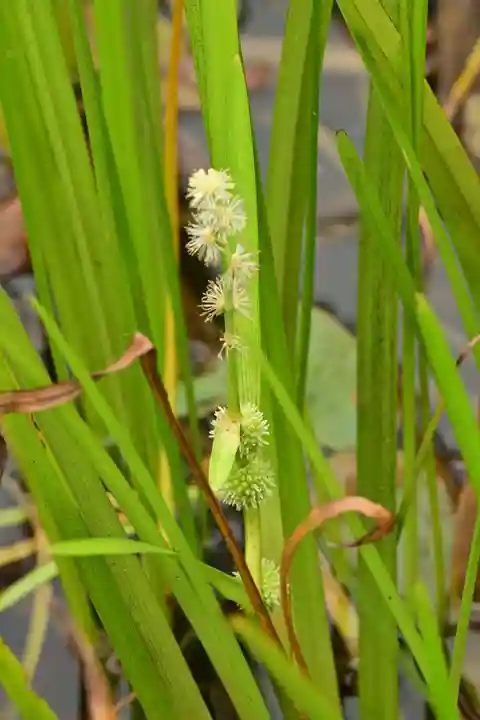 黒澤大師(徳島県)