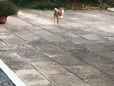 妙法生寺の動物