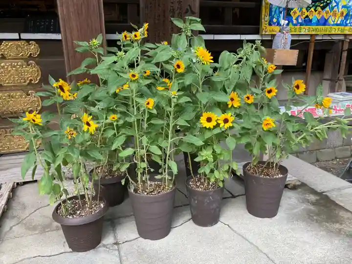 平塚八幡宮(神奈川県)