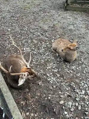 彌彦神社(新潟県)