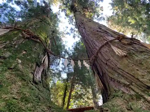 三島神社の自然