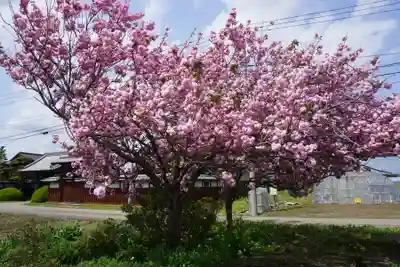 桜町二宮神社の自然