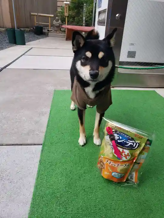 【閉業】小石川大神宮の動物