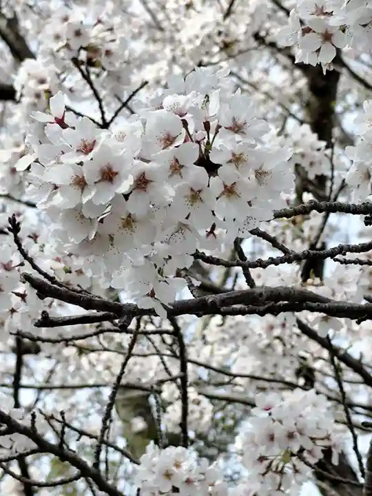 大覚寺(滋賀県)