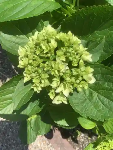 三輪神社の自然