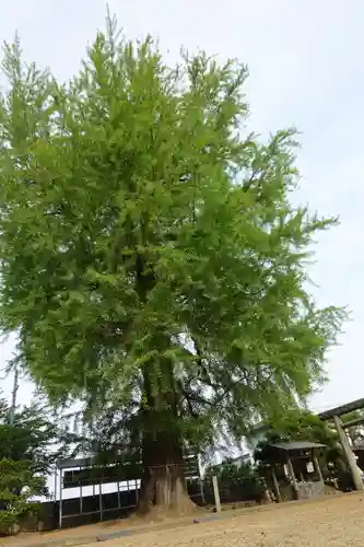 丹生酒殿神社の自然