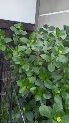 行願寺（革堂）(京都府)