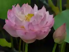 極楽山　浄土寺の自然