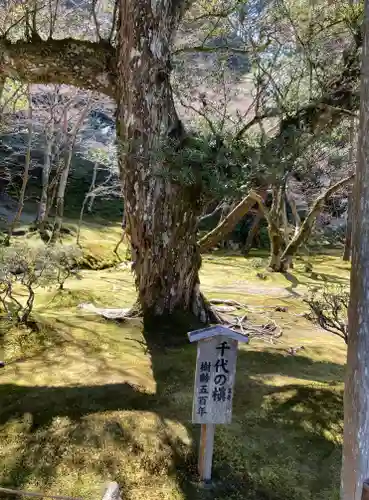 慈照寺（慈照禅寺・銀閣寺）(京都府)