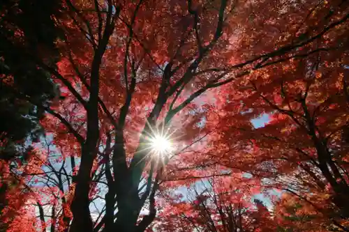 土津神社｜こどもと出世の神さまの自然