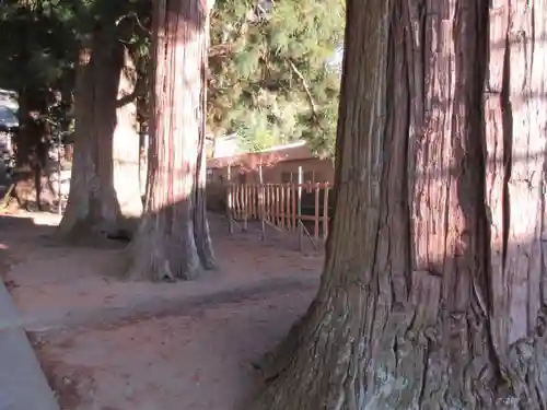 河口浅間神社の自然