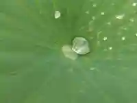 大安禅寺(福井県)