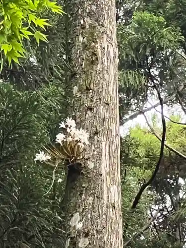 須山浅間神社の庭園