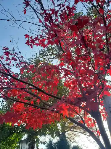 沙沙貴神社の自然