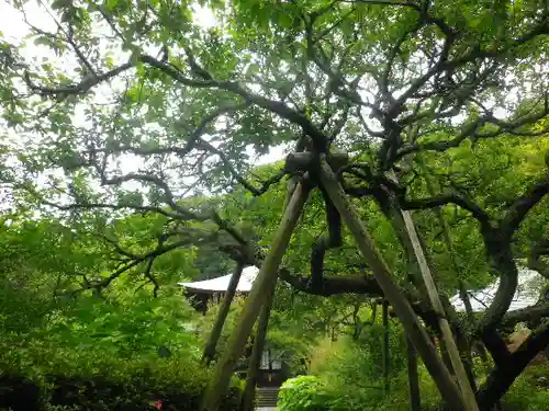 瑞泉寺の庭園