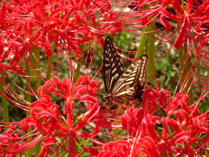 横浜 西方寺の自然