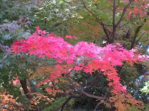 大正寺の庭園