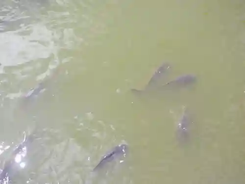 鶴岡八幡宮の動物