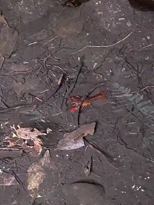 谷保天満宮(東京都)