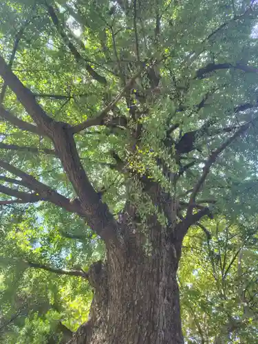 芝東照宮の自然