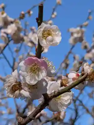 布多天神社(東京都)