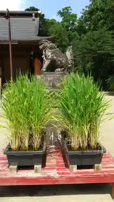 水戸八幡宮の狛犬