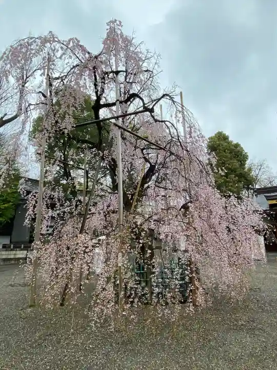 大國魂神社の自然