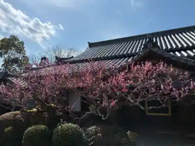 穴太寺の{uncategorized: "未分類", other: "その他", undefined: "問題あり", building: "その他建物", grave: "お墓", sacred_gate: "鳥居", guardian: "狛犬", statue: "像", buddha: "仏像", history: "歴史", nature: "自然", garden: "庭園", animal: "動物", pagoda: "塔", temizu: "手水舎", mountain_gate: "山門・神門", sanctuary: "本殿・本堂", subordinate: "末社・摂社", art: "芸術", scenery: "景色", jizo: "地蔵", ema: "絵馬", goshuin: "御朱印", omikuji: "おみくじ", items: "授与品その他", amulet: "お守り", goshuincho: "御朱印帳", eats: "食事", festival: "お祭り", votive_dance: "神楽", shichigosan: "七五三参", wedding: "結婚式", experience: "体験その他", initially: "初詣", around: "周辺", anti_infection: "感染症対策"}