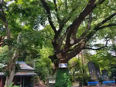 長者山新羅神社(青森県)