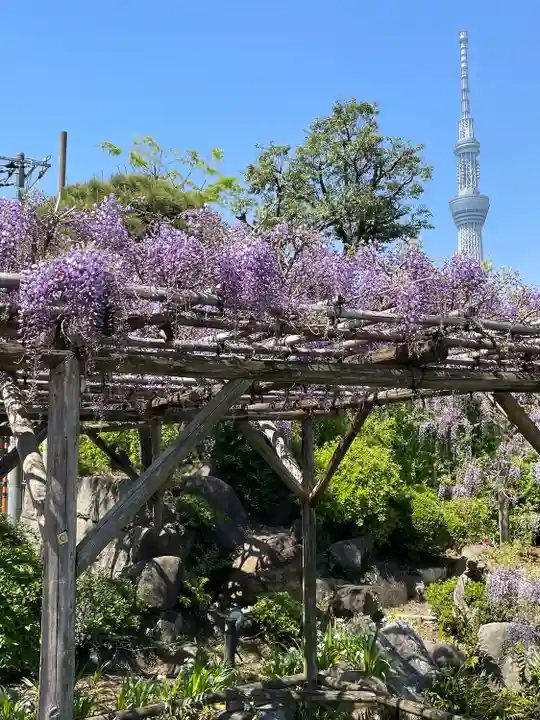 亀戸天神社の自然