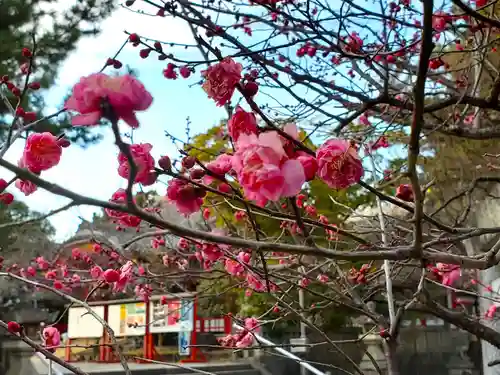市原稲荷神社の自然