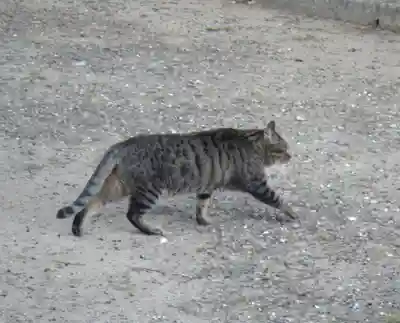 角宮神社の動物