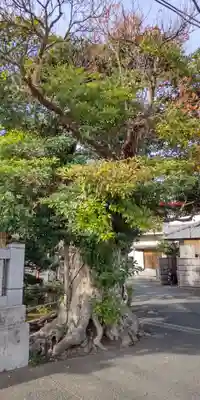 相模国総社六所神社(神奈川県)