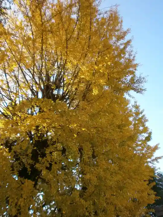 二日市八幡宮の自然