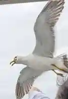 金華山黄金山神社(宮城県)