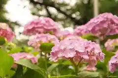 白山神社の自然