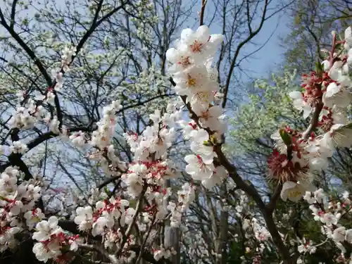 北海道神宮の自然