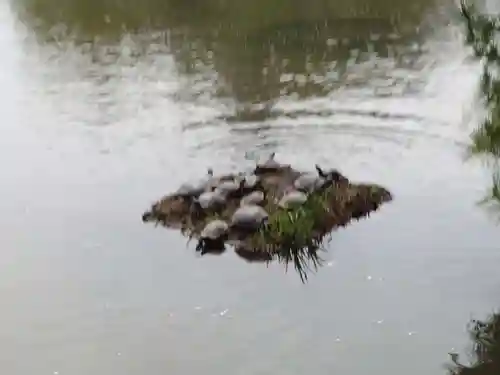 三渓園天満宮の動物