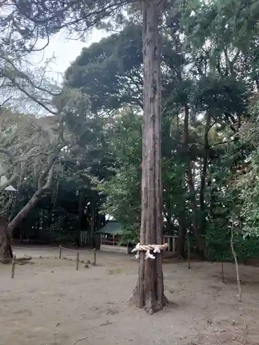 常陸第三宮　吉田神社の自然
